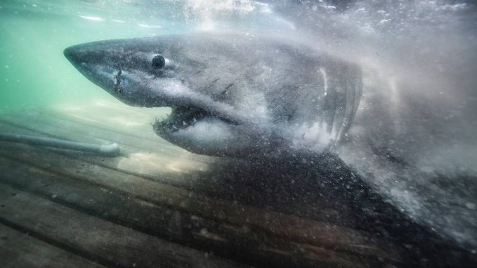 Discovered a great white shark weighing nearly half a ton off the coast of the US