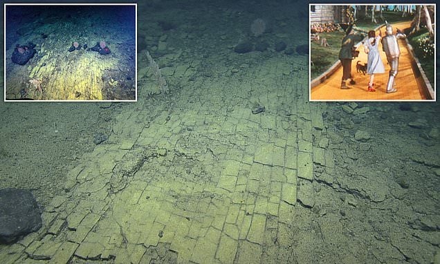 The mysterious yellow brick road on the bottom of the Pacific Ocean