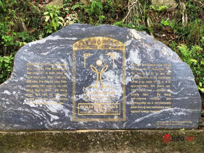 Ngắm 'cây đa nghìn năm' - công trình kỳ vĩ của thiên nhiên ban tặng bán đảo Sơn Trà