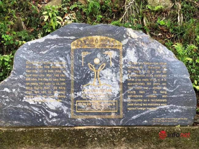 Mysterious thousand-year-old banyan tree on Son Tra peninsula