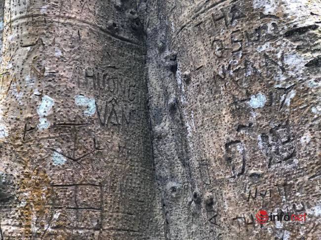 Mysterious thousand-year-old banyan tree on Son Tra peninsula