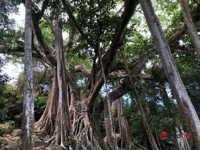 Cây đa nghìn năm huyền bí trên bán đảo Sơn Trà