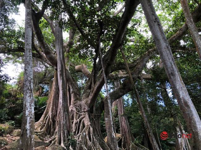 Mysterious thousand-year-old banyan tree on Son Tra peninsula