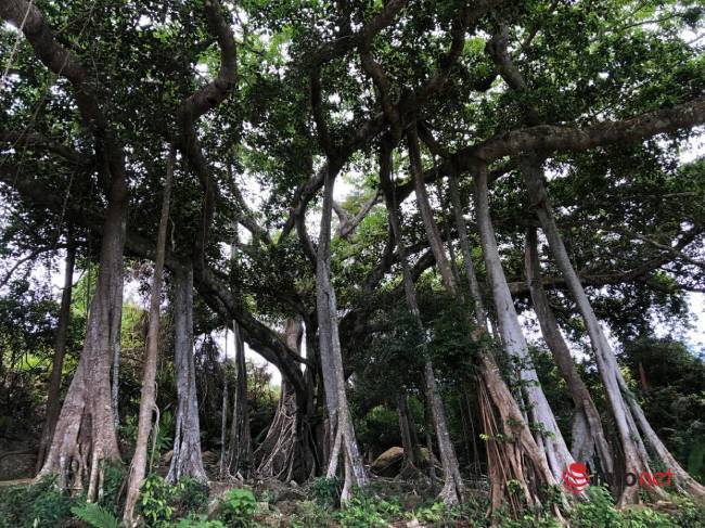 Mysterious thousand-year-old banyan tree on Son Tra peninsula