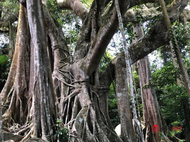 Mysterious thousand-year-old banyan tree on Son Tra peninsula