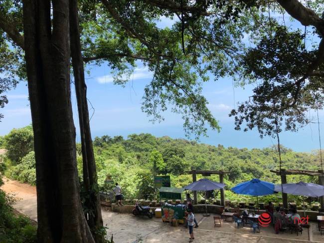 Mysterious thousand-year-old banyan tree on Son Tra peninsula