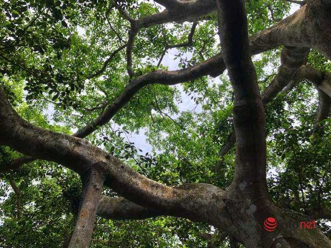 Mysterious thousand-year-old banyan tree on Son Tra peninsula