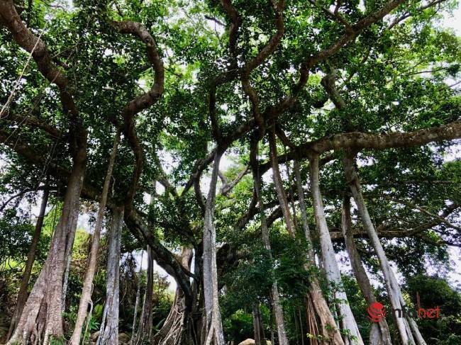 The thousand-year-old banyan tree on Son Tra peninsula: A magnificent work of nature