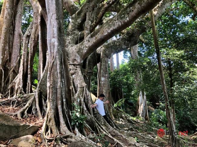 Mysterious thousand-year-old banyan tree on Son Tra peninsula