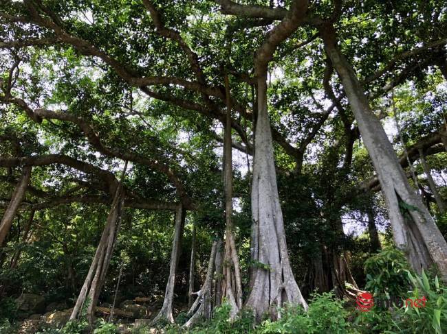 Mysterious thousand-year-old banyan tree on Son Tra peninsula