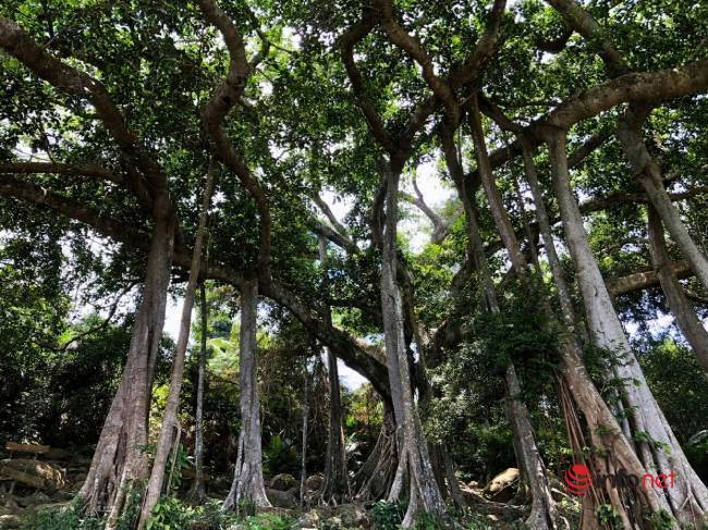 Mysterious thousand-year-old banyan tree on Son Tra peninsula