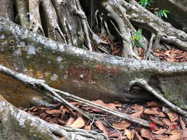 Mysterious thousand-year-old banyan tree on Son Tra peninsula