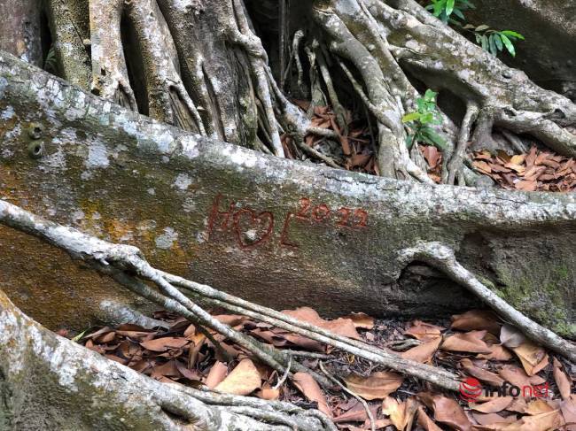 Ngắm 'cây đa nghìn năm' - công trình kỳ vĩ của thiên nhiên ban tặng bán đảo Sơn Trà