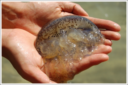 The hand and chest are full of deep wounds just because they hit a jellyfish while swimming, the doctor notes how to handle to avoid fatal sequelae