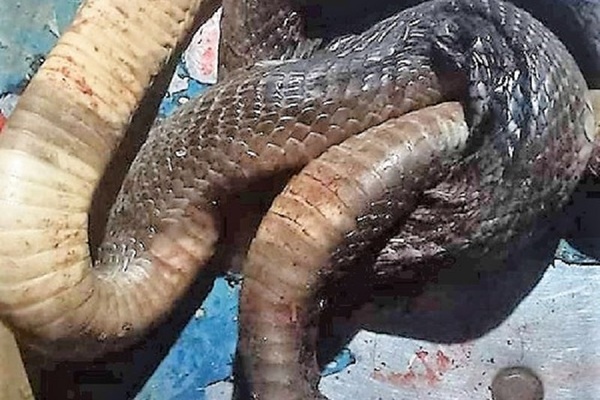 Nghe An: Bitten by a poisonous snake in the face, the man died tragically