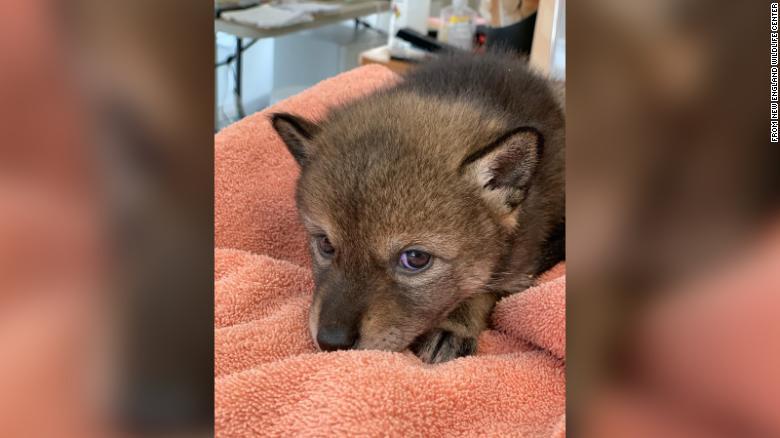 Mistaking a wolf for a domestic dog, the man took it home to take care of it as a pet