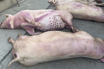 Sét đánh 170 con lợn ở trang trại chăn nuôi vì lỗi lắp đặt cột thu lôi