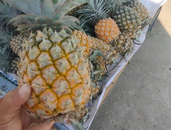 The effect of pineapple, why can eating pineapple be drunk?