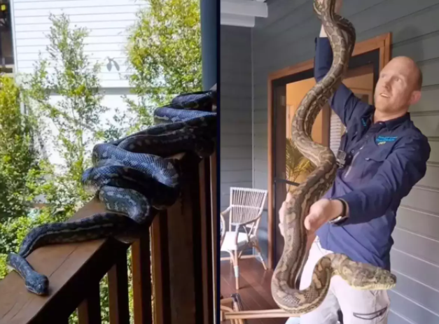 The family panicked when they discovered 4 giant pythons mating in the house