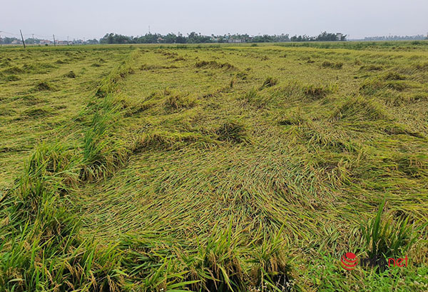 Huế: Thời tiết bất thường, chủ động đẩy nhanh thu hoạch vụ lúa Đông Xuân