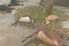11 con dê chết bất thường khi vào nghĩa địa ăn cỏ