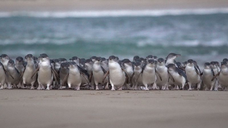 chim cánh cụt,australia