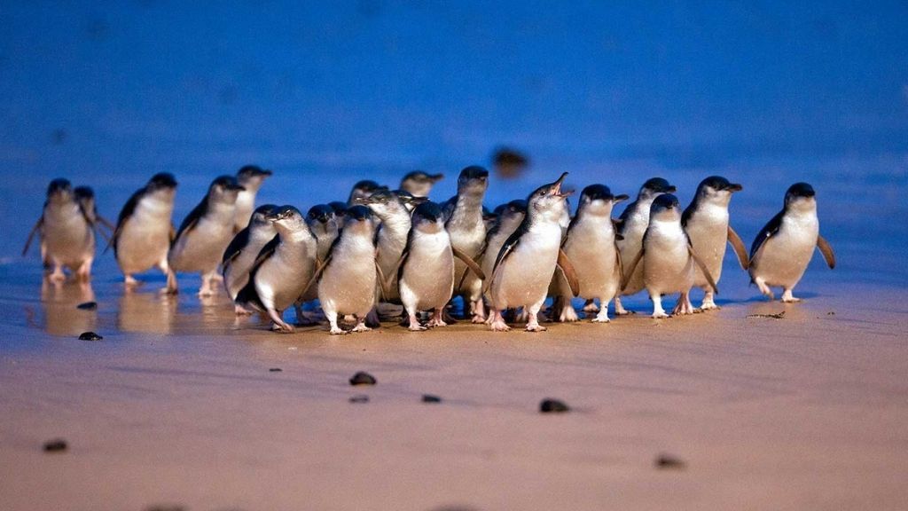 The world's 5,200 smallest penguins waddle on the beach in record parade