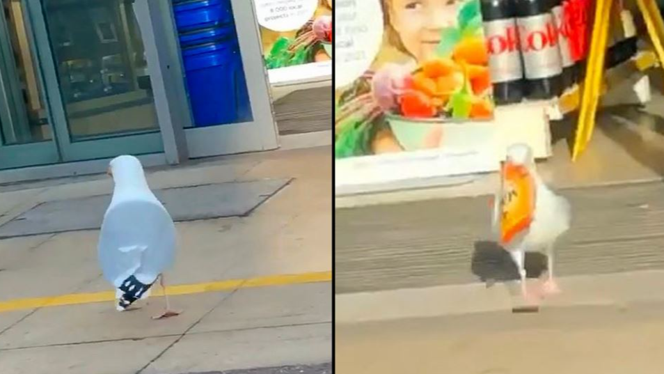 Seagulls casually entered the supermarket to steal things