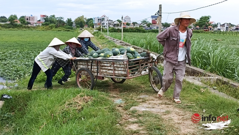 Được mùa được giá, người dân Nga Sơn hối hả thu hoạch đặc sản 'dưa hấu Mai An Tiêm'