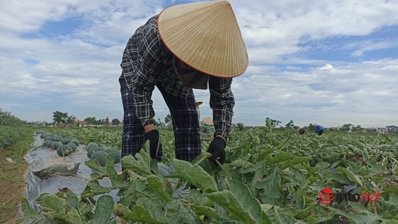 Được mùa được giá, người dân Nga Sơn hối hả thu hoạch đặc sản 'dưa hấu Mai An Tiêm'