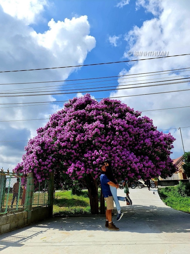 The most famous mausoleum tree in Binh Thuan makes netizens admire and invite each other to check-in