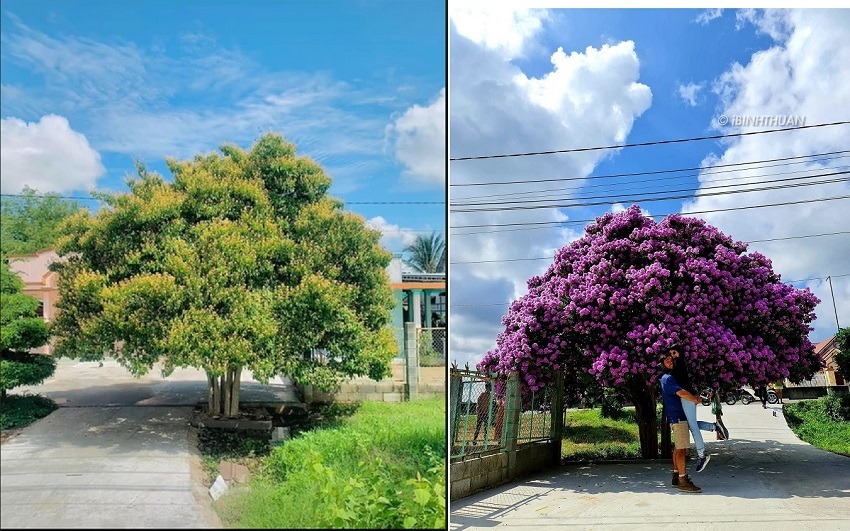 The most famous mausoleum tree in Binh Thuan makes netizens admire and invite each other to check-in