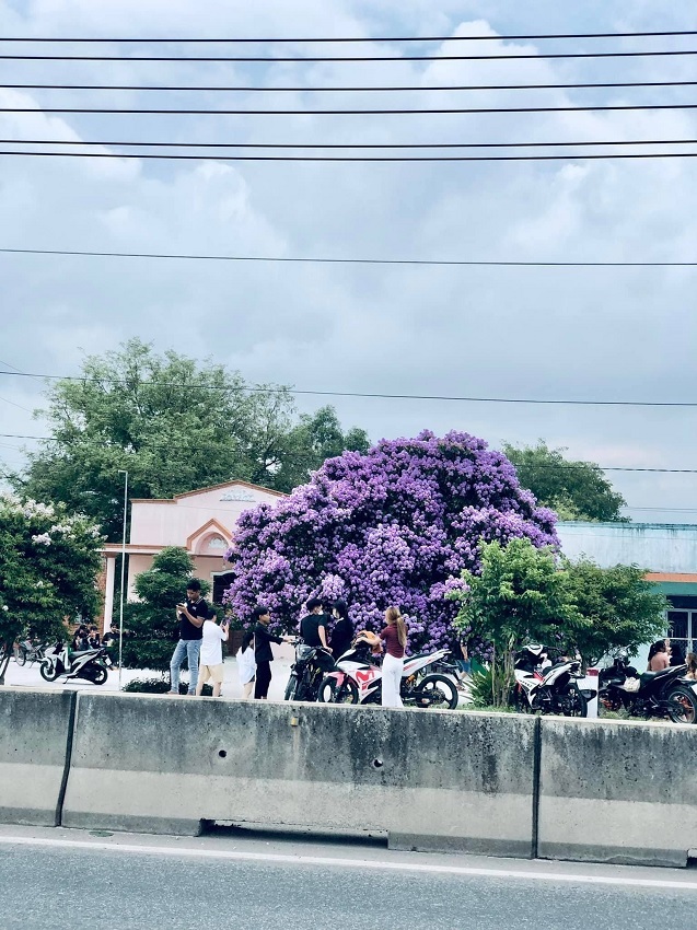Cây bằng lăng nổi tiếng nhất Bình Thuận khiến dân mạng trầm trồ rủ nhau tới check-in