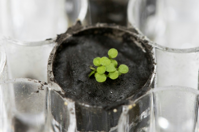 For the first time growing plants in soil taken from the Moon