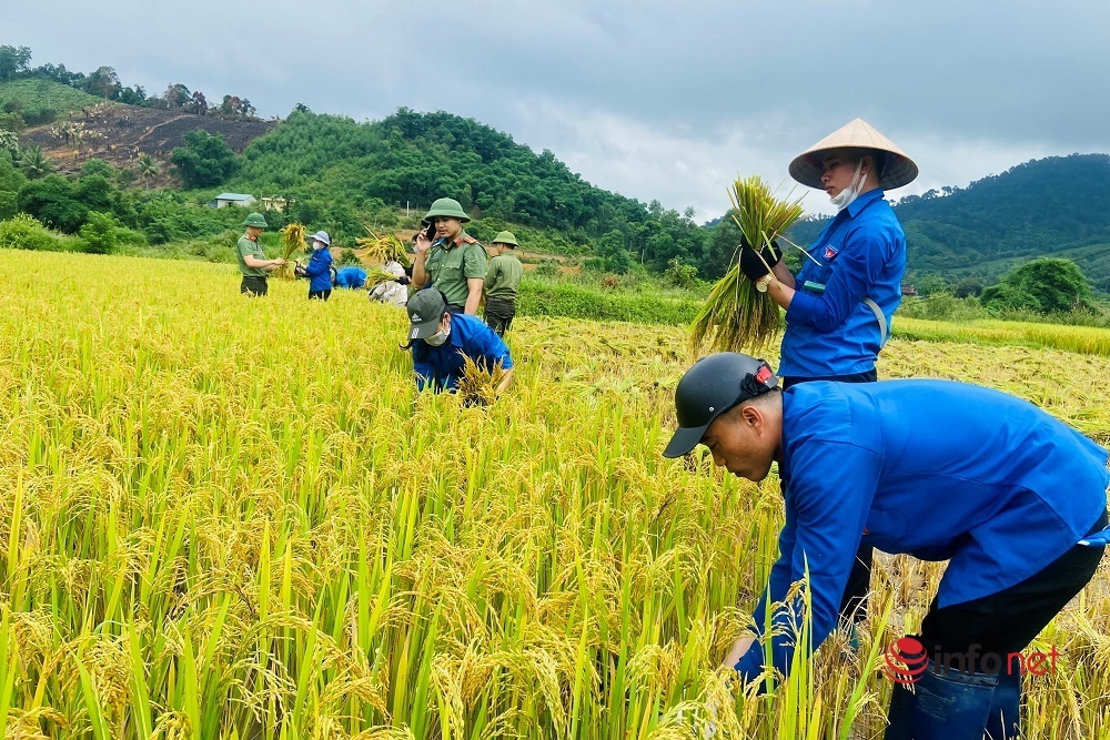 Nghệ An: Công an, thanh niên đội nắng gặt lúa giúp nhiều hộ dân neo người, gia cảnh khó khăn