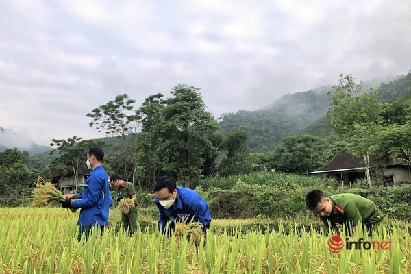 Nghe An police and youth use the sun to help people reap ripe rice