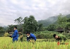 Nghệ An: Công an, thanh niên đội nắng gặt lúa giúp nhiều hộ dân neo người, gia cảnh khó khăn
