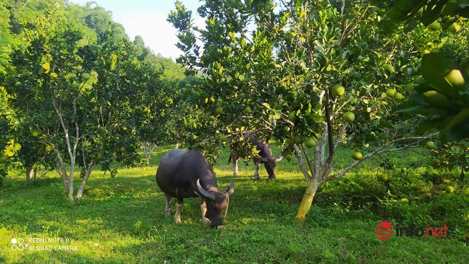 9X Tay people own vast farms, 40 hectares of super giant bamboo shoots alone. Facebook posts a 'pig slaughter schedule', selling dozens of tons of agricultural products to Hanoi customers every year.