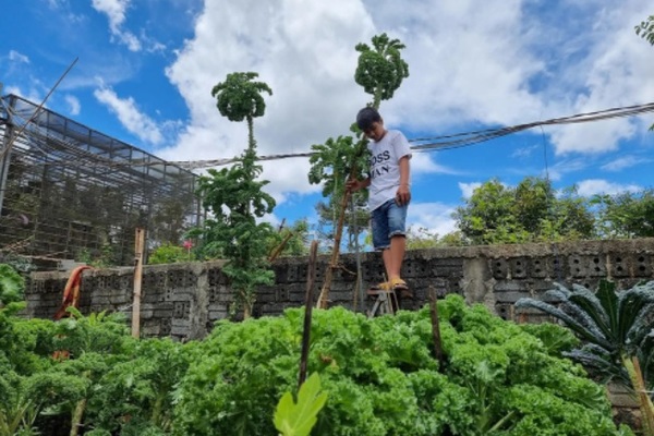 Vườn cải cao 3m ở Đắk Lắk nhờ bí quyết của mẹ trẻ, muốn hái phải bắc thang