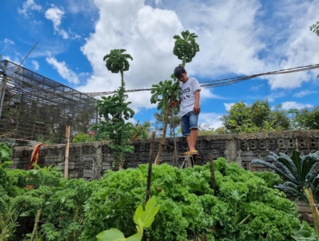 Vườn cải cao 3m ở Đắk Lắk nhờ bí quyết của mẹ trẻ, muốn hái phải bắc thang