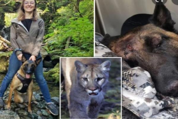 Little dog defeats mountain lion to save owner