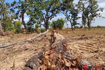 Bắt giữ 28 đối tượng trong vụ phá hàng trăm héc ta rừng ở Đắk Lắk