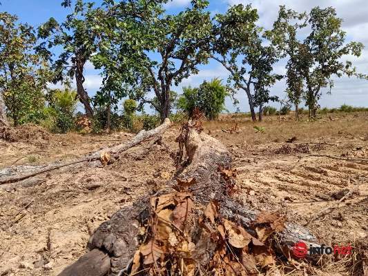 Bắt giữ 28 đối tượng trong vụ phá hàng trăm héc ta rừng ở Đắk Lắk