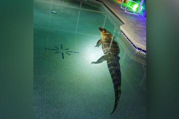 Gia chủ hết hồn thấy cá sấu 'khủng' nặng 250kg ngâm mình trong bể bơi