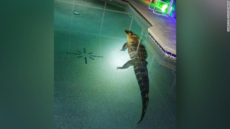 The owner was shocked to see the ‘terrible’ crocodile weighing 250kg soaking in the swimming pool