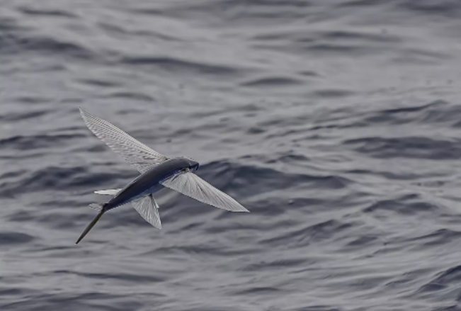 Stunned with the world's longest flight time record of fish