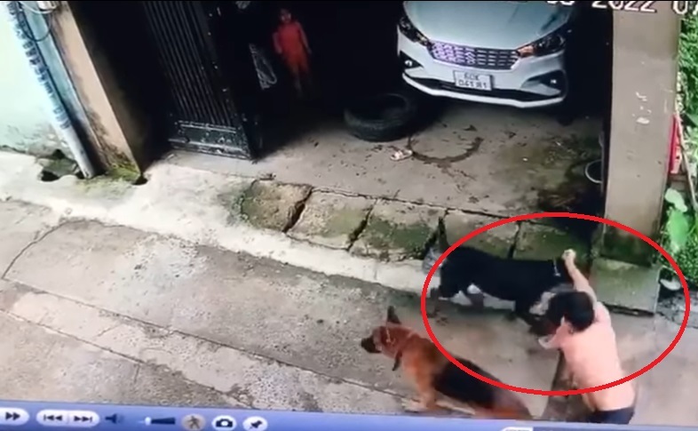 Kinh hãi clip bé gái bị 2 con chó tấn công, người bố liều mạng giằng co với thú dữ