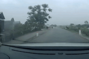 Ô tô đâm trúng, hất tung con bò giữa đường gây tai vạ cho 1 tài xế xe máy