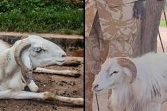 Cừu bị đi tù 3 năm vì tấn công người hàng xóm đến chết
