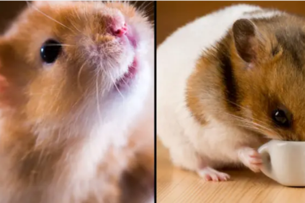 chuột hamster,nhà nghiên cứu